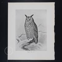 Eagle owl - Original vintage print "British Birds with their Nests and Eggs" 1896