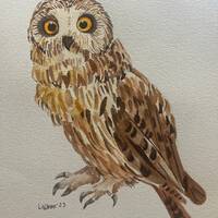 Brown owl original 8x10 watercolor