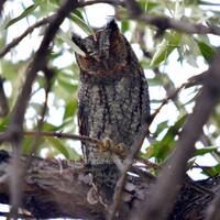Sleeping Flammulated Owl, Woodland, Wildlife Photography Fine Art Photo