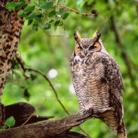 Owl Photography, Bird Photography, Animal Photography, Great Horned Owl, Wildlife Photography Fine A