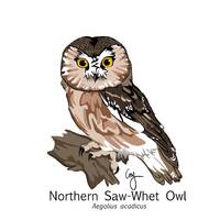 Northern Saw-Whet Owl