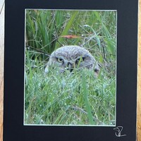 Burrowing Owl (Athene Cunicularia), Berkeley, California. Unique Fine Art Photographic Matted Print 