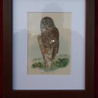 Great Gray Owl Print 1897
