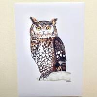 Owl Art Print