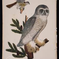 Snow Owl and Male Sparrow - Chromolithograph Published 1877, London for "American Ornithology o
