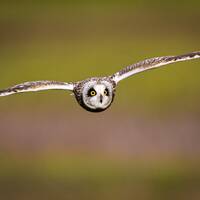 Owl in Flight | color photograph, fine art, wall art print, wall decor, animal photo, wildlife photo