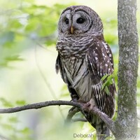 Barred Owl Fine Art Print Photograph Owlet Woodland Forest Photography Photo Gift Fine Art Wall Prin