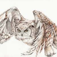 Bird-Barred Owl Original watercolor painting, 8.5 x 11 inches. Barred Owl in Flight. Raptor. Birds o