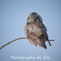 Northern Hawk Owl Perched, Minnesota