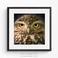 Burrowing Owl - Photographic Print | Wildlife Photography | Framed Wall Art