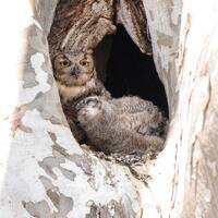 Great Horned Owl and Owlet, Wildlife Photography, Bird Photography, Nature Photography