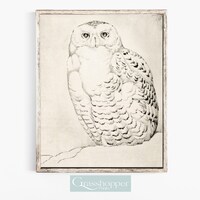 Snowy Owl Illustration, Antique Bird Artwork, Vintage Owl Print, PRINTABLE Wall Decor, Digital DOWNL