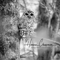Barred Owl Photo Print: Tennessee Wildlife Photography, Black and White