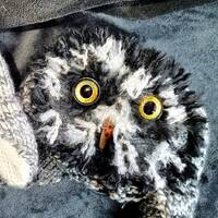 Great Grey Owl--Size Avg.