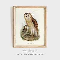 MAILED Giclée Print | Grass Owl Vintage Illustration | Antique Naturalist Drawing | Bird Artw