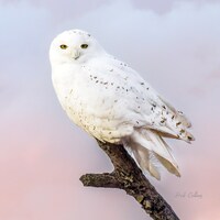 SNOWY OWL Male #2 ready to hang Dye Sublimation Photo /Wildlife photo / Wild Bird Print / Owl photo