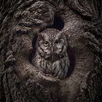 Eastern Screech Owl Camouflage Photo Print | Wildlife Wall Art | Owl Decor | Massachusetts Nature