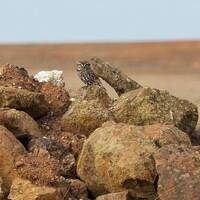 Little owl, Portuguese countryside: 8 x 10 inch photograph, CHARITY DONATION