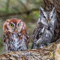 EASTERN SCREECH #06A OWL Pair ready to hang High Def. Dye Sublimation Photo /Wildlife photo / Wild B