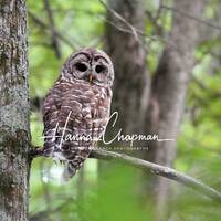 Barred Owl photo print in Walnut Log, Tennessee near Reelfoot Lake