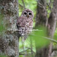 Photo of Barred Owl in Walnut Log Tennessee near Reelfoot Lake