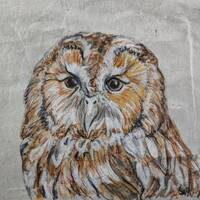 Tawny Owl Painting