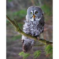 GREAT GRAY OWL  ready to hang Dye Sublimation Photo /Wildlife photo / Wild Bird Print / Owl photo / 