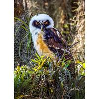 SPECTACLED OWL - Juvenile -  ready to hang Dye Sublimation Photo /Wildlife photo / Wild Bird Print /