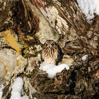 Alaskan Owl Nature Photography