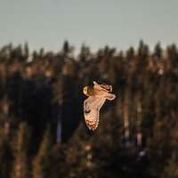 Owl in Flight