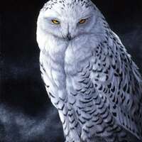 Snowy Owl Panel 36x43 Quilt Fabric Panel By David Textiles  100% Cotton Quilting Fabric Panels