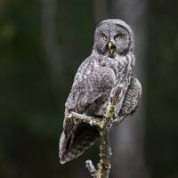 Great Grey Owl out on a limb - Giclee prints