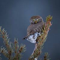 Pygmy Owl looking over shoulder - Giclee prints