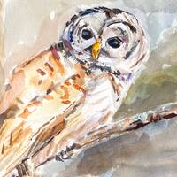 Original Watercolor Barred Owl  8"X10" Fine Art Print in a 11"X14"  in archival 