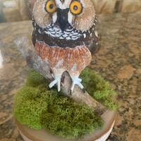 Saw Whet Owl