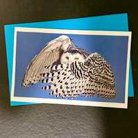 Vintage Bird Print Blank Cards | Owl, Quail, Hawk, Snowy Owl, Lears Macaw