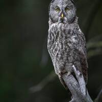 Great Grey Owl vertical portrait- Giclee prints