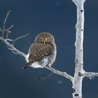 Pygmy Owl blue background - Giclee prints