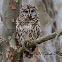 Barred Owl at Reelfoot Lake. #0933