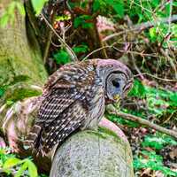 Owls, a solitary nocturnal bird#6885. Digital print