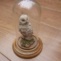Snowy Owl Country Artists Bird Model on Plinth and Glass Dome Wildlife English Country Life