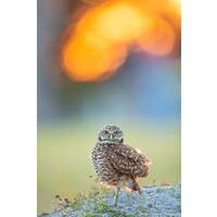 Burrowing Owl, Sunset, Cape Coral Owls, Canvas Gallery Wrap, Metal Prints, Owl Photo, Owl Print, Bir