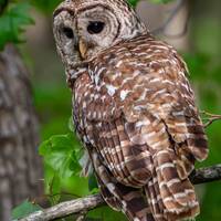 Barred Owl at Reelfoot Lake. #5058