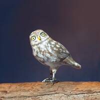 Little Owl