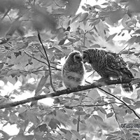 Barred Owl Photo | Two Owls | Black and White Nature Photography | Mother and Young Owlet | Love Bir