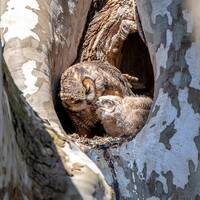 Great Horned Owl and Owlet, Wildlife Photography, Bird Photography, Nature Photography