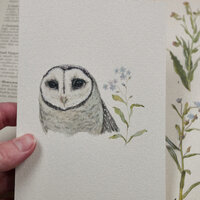Original Sooty Owl Painting, Watercolor Art, Miniature Owl, Forget Me Not Flowers, 4x6 Artwork