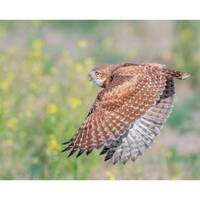 Burrowing Owl Wall Print, Metal Prints, Nature Photography, Wildlife Birds Of Prey Action, Canvas Wr