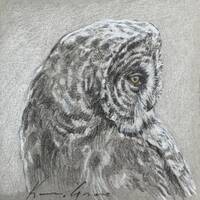 SMALL OWL DRAWING, Young Great Grey, Small Wildlife Art, Owl Lover Gift, Nursery Decor by Canadian a