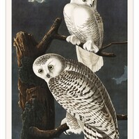 Birds of America: SNOWY OWLS Vintage Illustration Art Poster -Unframed- Print
